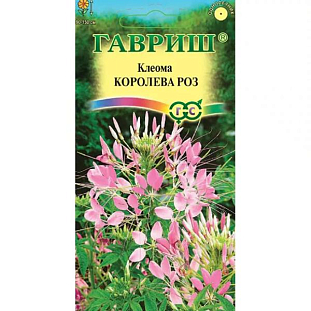 Семена Клеома Королева роз