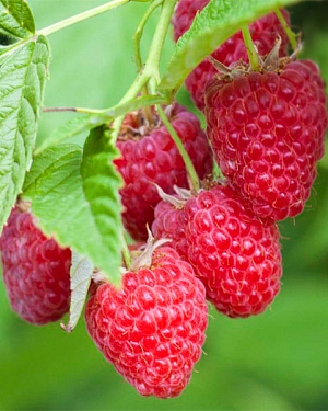 Саженцы Малина Барон