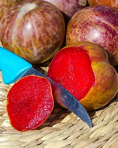 Саженцы Плуот Флавор Суприм