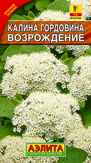 Семена Калина Возрождение гордовина. <b>Одна из самых красивых и популярных калин. </b>Декоративна в течение всего сезона. Образует плотный куст 3-4 м. высотой и 1,5-2 м. в диаметре. Листья широкие, плотные, серовато-войлочные, по осени окрашиваются в розово-красные тона. Цветки мелкие, собраны в многочисленные крупные щитковидные соцветия. Цветет на протяжении 15-25 дней. Отличный медонос. Осенью вызревают съедобные плоды-костянки. Во время созревания калина очень привлекательна, так как одновременно в соплодиях присутствуют и красные и черные ягоды. Растения неприхотливые, теневыносливые, морозостойкие, не повреждаются болезнями и вредителями, растут быстро. Используются для одиночных посадок.<br>
 <br>
Посев стратифицированных семян на глубину 2-3 см. Для стратификации семена смешивают с влажным песком и помещают в холодильник на 2-3 месяца. Пикируют с развитием двух-трех настоящих листьев.