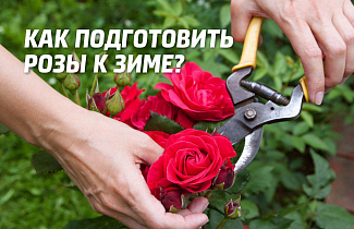 Как подготовить розы к зиме: обрезка и укрытие цветов