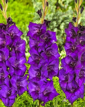 Гладиолус Момбаса