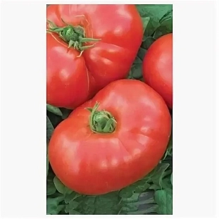 Семена Томат Космонавт Волков