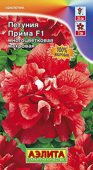 Семена Петуния Прима Дуо F1.<br>
<br>
 100% махровая петуния из серии DUO. Цветение раннее и продолжительное, с весны до глубокой осени. Компактные, крепкие, хо-рошо ветвящиеся кустики достигают в высоту 20-30 см и сплошь усыпаны цветками O5-7 см. Куст в целом, и каждый цветок в отдельности хорошо противостоят непогоде и не теряют своей декоративности под воздействием дождя и ветра. Неповторимо украсят своим праздничным видом клумбы, рабатки, подвесные корзины и балконные ящики.<br>
 <br>
Посев семян на рассаду. Семена в гранулах! Гранулы располагают на поверхности почвы, не заделывая их, хорошо увлажняют из распылителя. При попадании влаги на гранулу оболочка должна раствориться. Посевы накрывают стеклом для сохранения постоянной влажности до полных всходов. Февральским посевам требуется дополнительная подсветка. Сеянцы пикируют в фазе одного-двух настоящих листьев. В фазе пяти-шести листьев проводят формирующую прищипку. Рассаду высаживают в открытый грунт, когда минует угроза заморозков.