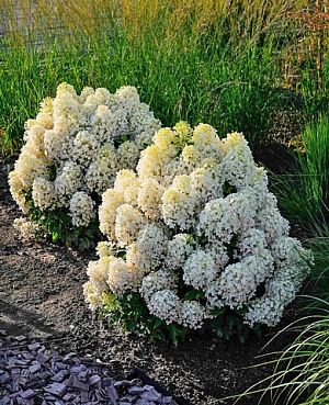 Гортензия метельчатая Милк энд Хани