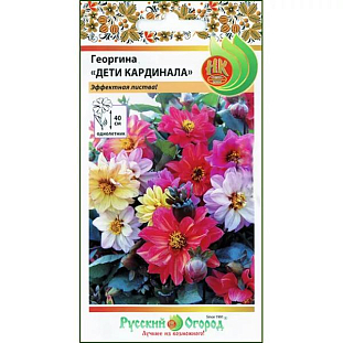 Георгина Дети Кардинала