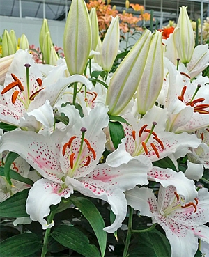 Лилия восточная Мускадет