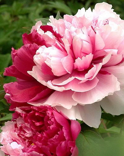 Пион Мистер Эд