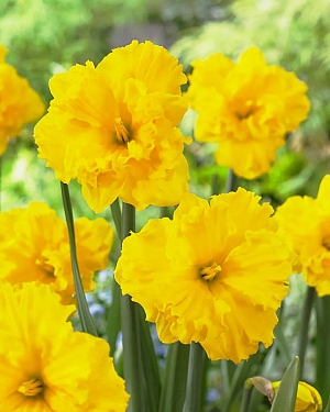 Нарцисс Голд Диск