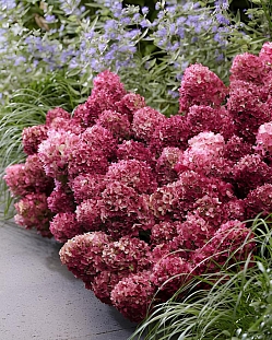 Гортензия метельчатая Литтл Рози