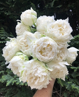 Тюльпан Сноу кристал