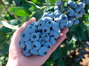 Голубика Пиннакл