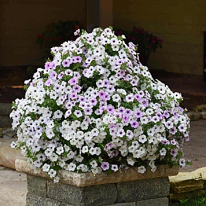 Описание сорта Петуния многоцветковая Тайдл Вэйф Серебристая
Название серии Тайдл Вэйф дословно переводится как «волна прилива». Цветочной волной накроет любую поверхность – каждое растение разрастается в ширину до 1,5 м! При использовании дополнительных опор, достигает в высоту 90 см. Бархатный красный и серебристо-лиловый вместе создают удивительную композицию! Хороши настолько, что заслужили награды за ошеломляющий окрас и продолжительный декоративный эффект. Диаметр цветка 5-6 см.