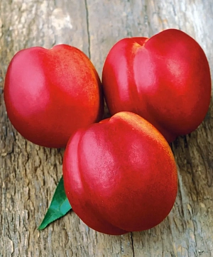 Слива Пионерка