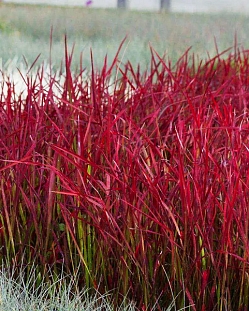 Императа цилиндрическая Ред Барон