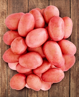 Семенной Картофель Хозяюшка