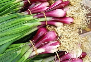 Семена Лук на зелень Красное перо