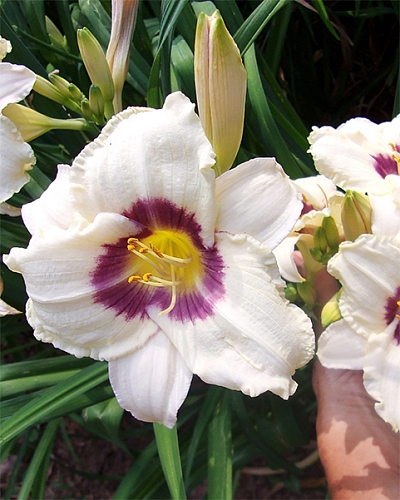 Лилейник Пандорас бокс