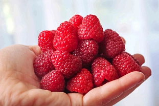 Малина ремонтантная Дашкина радость