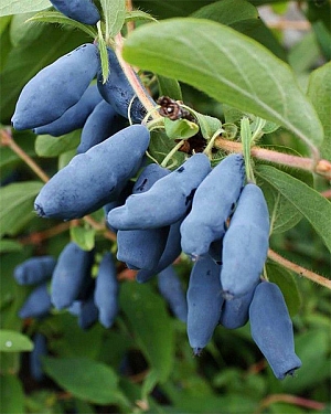 Саженцы Жимолость Синий утес