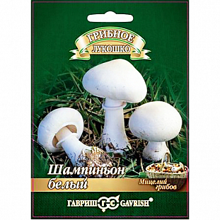 Мицелий грибов Шампиньон Белый 