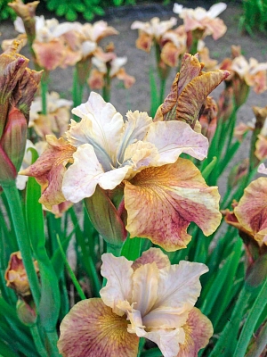 Ирис сибирский Джерри Мерфи