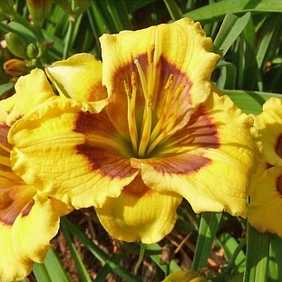 Лилейник Джейсон Солтер