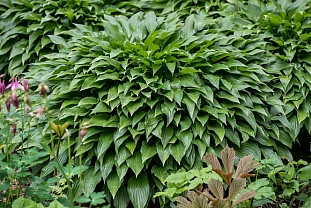 Хоста Инвинсибл