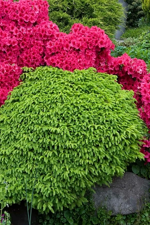 Ель обыкновенная Литтл Джем