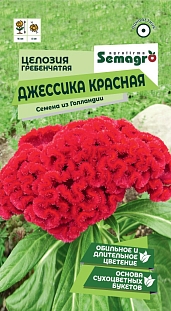 Целозия гребенчатая Джессика красная