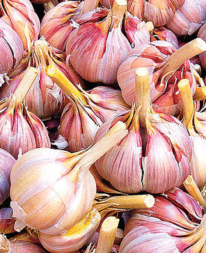 Чеснок озимый Юбилейный грибовский 10 шт