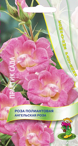 Семена Роза полиантовая Ангельская роза.
Миниатюрные розы этого вида вырастают в высоту не более 30 см. Полумахровые цветки, диаметром 2-4 см, сиреневого, розового и белого оттенков обладают приятным запахом. Для лучшего цветения удаляют завядшие цветки. Главный секрет их выращивания - яркий свет и прохладный воздух. Почвогрунт питательный, рыхлый. С весны до осени почву поддерживают постоянно влажной, полезно опрыскивание листьев. 
Зимой растения хранят при температуре +3-10°С, полив почти прекращают, не допуская пересыхания почвы. Весной (март) следует провести обрезку. После возобновления роста обязательно подкармливают растение. Семена, посеянные в декабре на глубину 0,5 см под стекло, всходят январе-апреле. Две недели после посева поддерживают температуру +5°С, далее до прорастания +20°С. Сеянцы зацветают через 4-5 месяцев.
Семена соответствуют требованиям международных стандартов и ГОСТу РФ 12420-81.