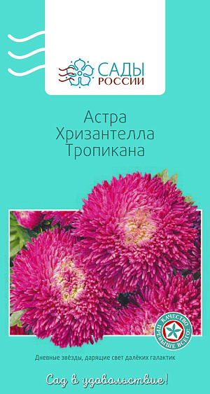 Астра Хризантелла Тропикана


В этой серии слились качество и стойкость хризантемы и очарование астры, манящие оттенки, фантастическая плотность соцветий, однородность и великолепная форма красивых крупных бутонов, продолжительность буйного цветения. Растение мощное, с кустом V-типа, с жестким и толстым стеблем, активно формирующим цветоносы второго порядка, которые дают по 10–15 цветков на куст. Исключительно долго (3–4 недели!) и без потери свежести могут стоять в срезке. Цветы диаметром 12–15 см, стойкие к дождям и непогоде.