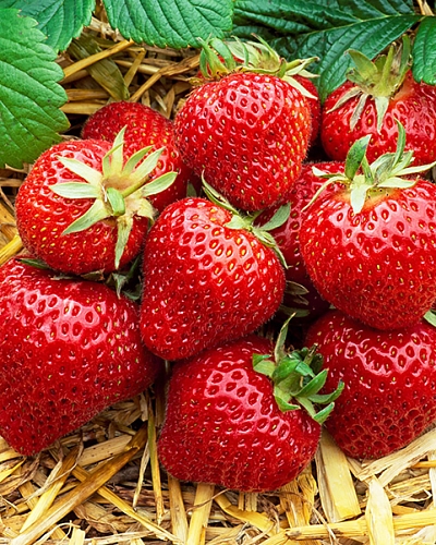 Саженцы Клубника (Земляника) садовая Мадлен