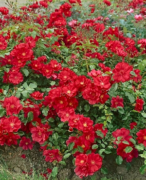 Роза почвопокровная Ред фейри