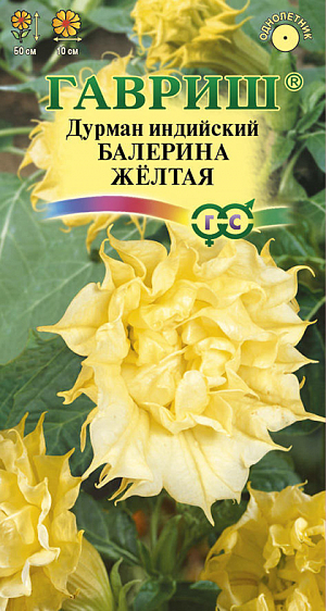 Семена Дурман Балерина Желтая.
Раннецветущий компактный сорт (высота куста до 50 см) Цветки трубчатой формы, крупные, махровые, диаметром до 10 см, длиной до 20 см, золотисто-желтой окраски. Ежедневно на каждом кусте распускается до 12 огромных, ароматных цветков. Листья черешковые, крупные, со слегка волнистым краем. Плоды – колючие коробочки с большим количеством крупных семян. Листья, стебли, цветки и корни дурмана ядовиты. Растение тепло- и светолюбивое. Семена высевают в марте-апреле на рассаду или прямо в открытый грунт в мае на глубину не более 0,5 см. Семена довольно медленно всходят (при температуре +20…+22 градуса они прорастают 2 недели). При пересадке датуры в грунт нельзя заглублять корневую шейку. Уход заключается в обильных поливах и подкормках. Для стимуляции цветения необходимо каждые 1-2 дня удалять отцветшие цветки с образовавшимися завязями. Дурман можно выращивать в качестве многолетней кадочной культуры.