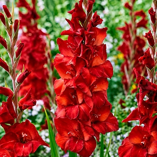 Гладиолус Амига
