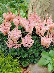 Астильба курчавая Лилипут