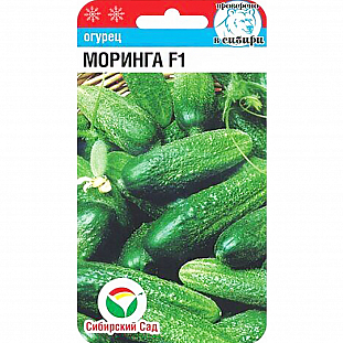Семена Огурец Моринга F1