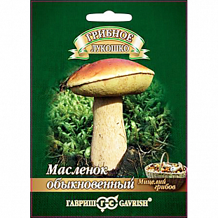 Мицелий грибов Масленок на зерновом субстрате 