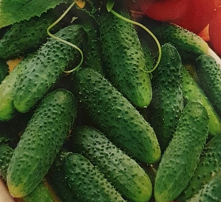 Семена Огурец Парижский корнишон