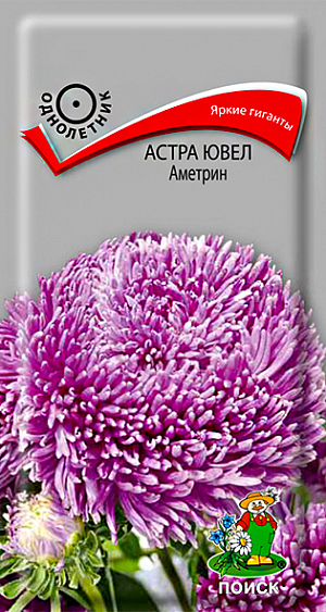 Семена Астра Ювел Аметрин. Гигантские соцветия розово-сиреневого цвета. Растение высотой до 65-75 см, пирамидальной формы. Соцветия на длинных прочных цветоносах округло-плоские, густо-махровые, диаметром 14-16 см. Язычковые цветки сложены по длине в трубочки. Цветет август-сентябрь. Используют очень широко: для посадки в сборные цветники группами, на рабатки – рядами и на срезку.<br>
 <br>
  Агротехника. Растение предпочитает открытое солнечное место, но выносит и полутень. Лучше растет на легких, плодородных почвах. Не переносит внесения  органических удобрений в год посадки.<br>
Семена высевают с середины февраля по апрель. Глубина заделки семян 0,5 см. При температуре почвы +20°C всходы появляются на 7-14 день. Через 3-4 недели посевы пикируют и выращивают при температуре 12-15°C. В грунт рассаду высаживают во второй половине мая, расстояние между растениями 20-30 см.