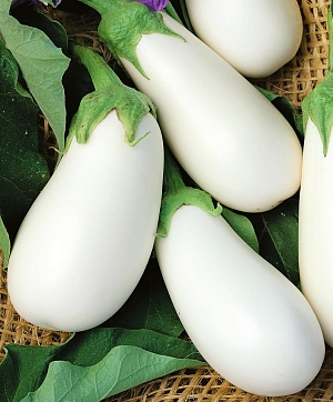 Семена Баклажан Бибо F1