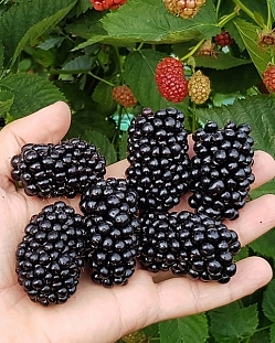 Ежевика Марина