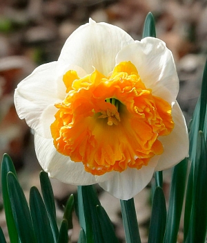 Нарцисс Амадей Моцарт