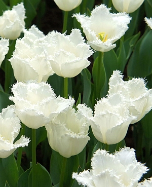 Тюльпан бахромчатый Дейтона