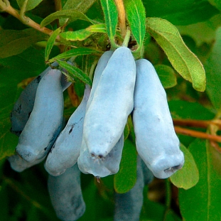 Жимолость Морена