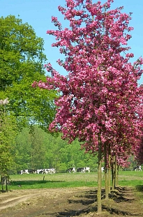 Яблоня декоративная Рудольф