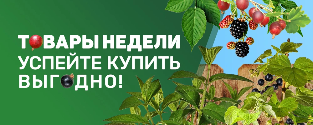 Товары недели лето 2025