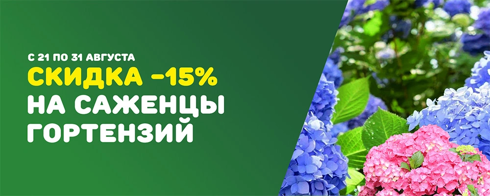 Гортензии минус 15 август 2025